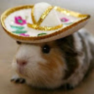 Meet your Posher, Molly